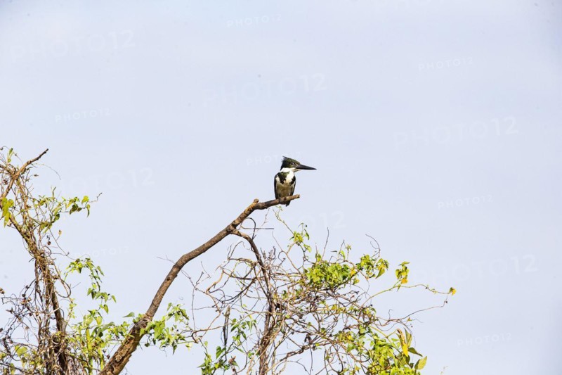 Green Kingfisher (Chloroceryle americana) Pantanal Brazil