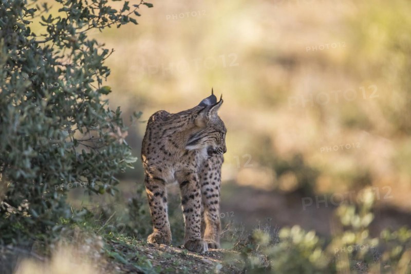 Iberian lynx young animal, Iberian lynx (Lynx pardinus), Extremadura, Castilla La Mancha, Spain, Europe
