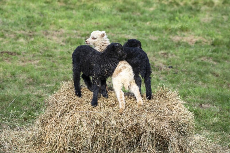 Two black and white-brown lambs playing on a hay bale. Ouessant sheep (Breton dwarf sheep) and Ouessant sheep mix