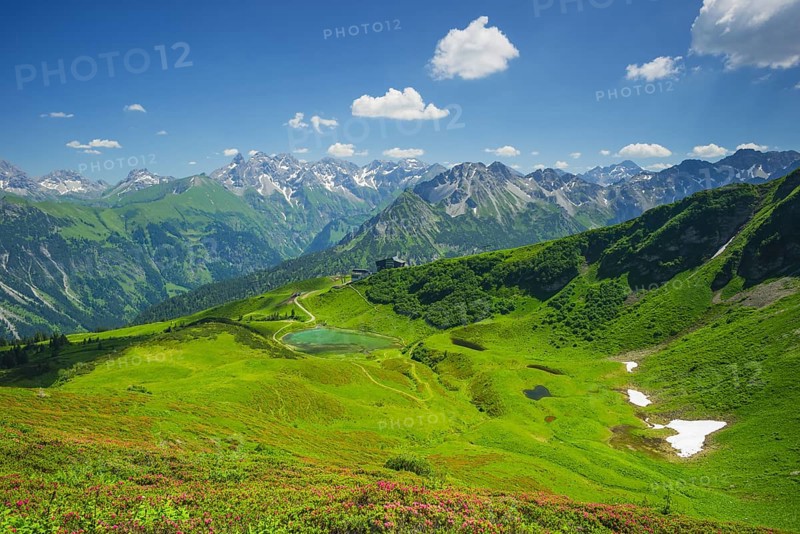 Alpine rose blossom, panorama from the Fellhorn over the Schlappoldsee and mountain station Fellhornbahn to the central main ridge of the Allgaeu Alps, Allgaeu, Bavaria, Germanypa
