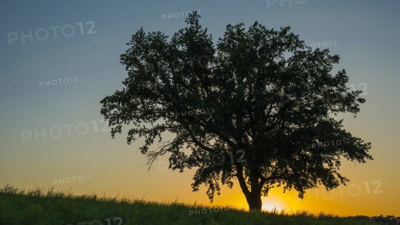Old English oak (Quercus robur), Swabian Alb, Baden-Wuerttemberg, Germany, Europe