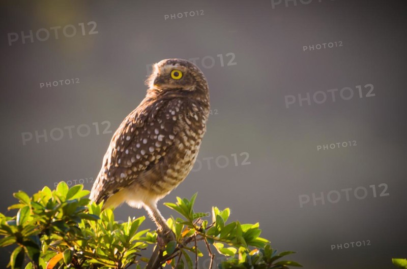 Beautiful owl (Glaucidium minutissimum) in vineyard