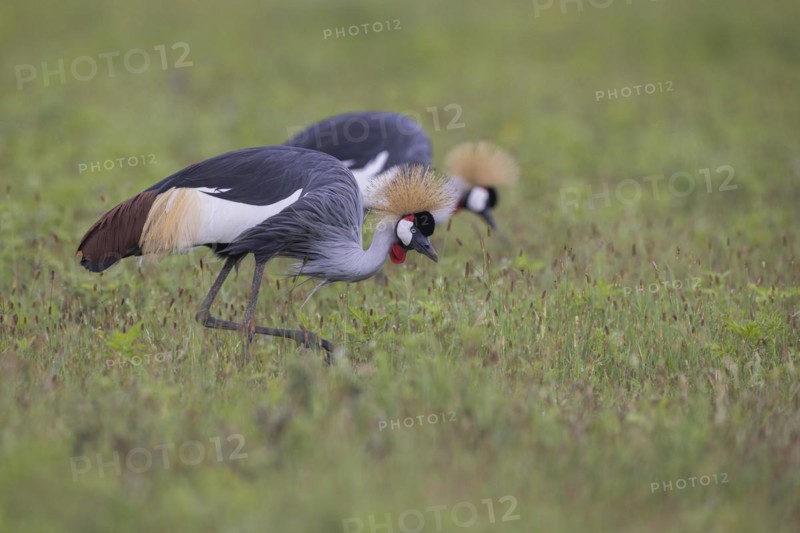 Crowned cranes (Balearica regulorum), pair, Ngorongoro Crater, Tanzania, Africa