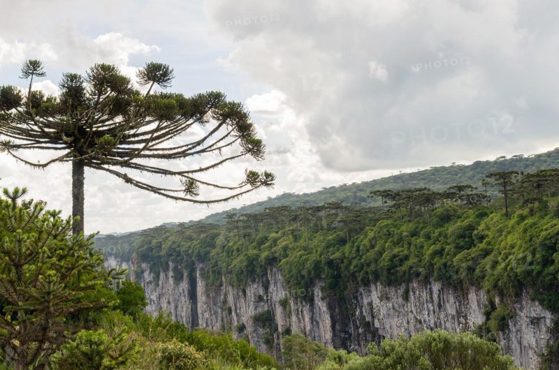 Beautiful Araucaria tree, typical tree of the mountain region of Rio Grande do Sul, Brazil, South America