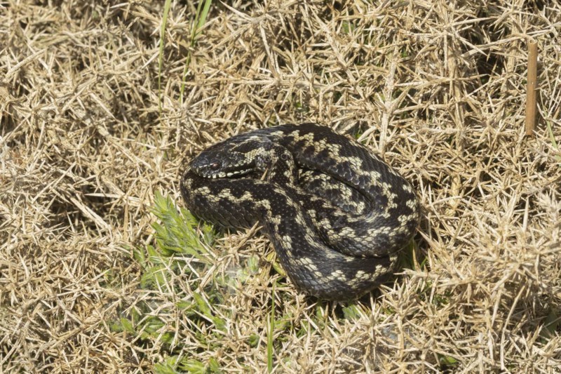 European adder (Vipera berus) adult snake basking on a gorse bush, England, United Kingdom, Europe