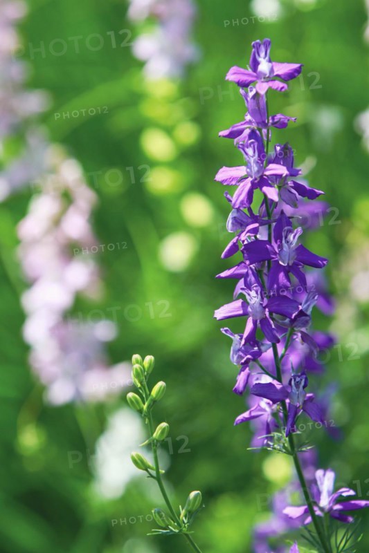 Flowering Consolida ajacis flowers in garden