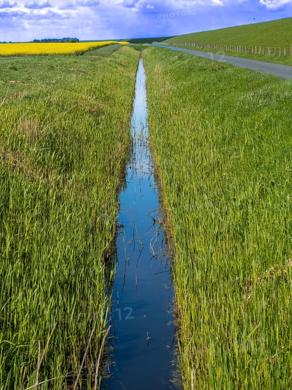 Grasses at a ditch at the natural beach Hilgenriedersiel at the North Sea coast in East Frisia, Hilgenriedersiel, Lower Saxony, Germany, Europe
