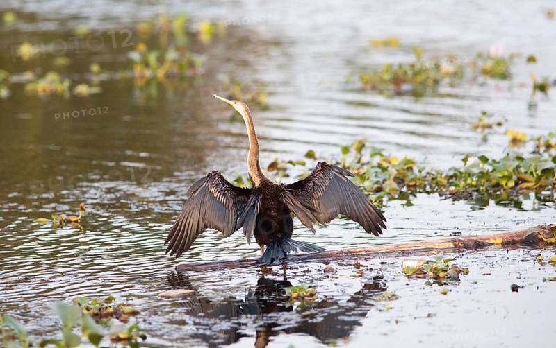Oriental Darter (Anhinga melanogaster) spreading its wings, Backwaters, Kumarakom, Kerala, India, Asia