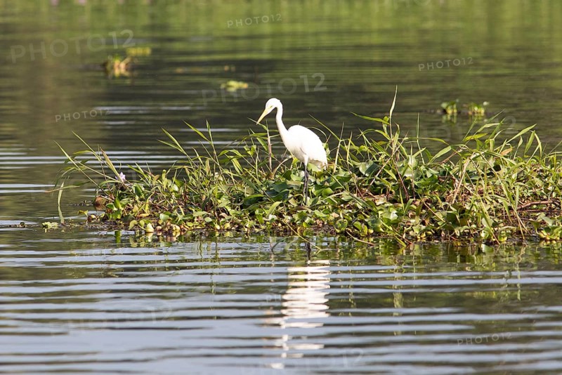 Great egret (Ardea alba) perching on water hyacinths, backwaters, Kumarakom, Kerala, India, Asia