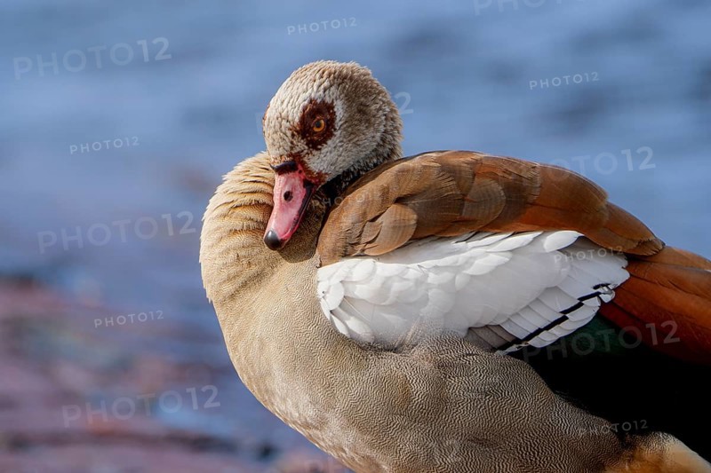 Egyptian geese (Alopochen aegyptiaca) on the River Main, Offenbach am Main, Hesse, Germany, Europe
