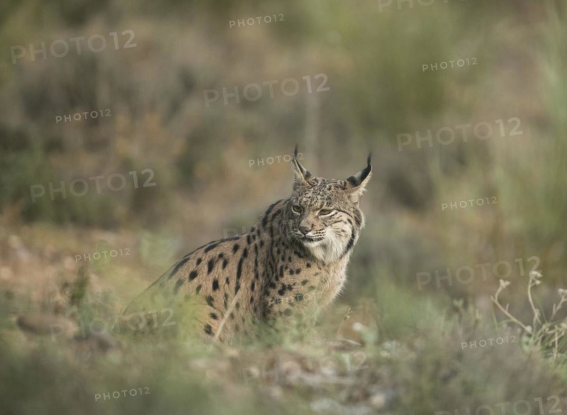 Pardell Lynx female, Iberian Lynx (Lynx pardinus), Extremadura, Castilla La Mancha, Spain, Europe