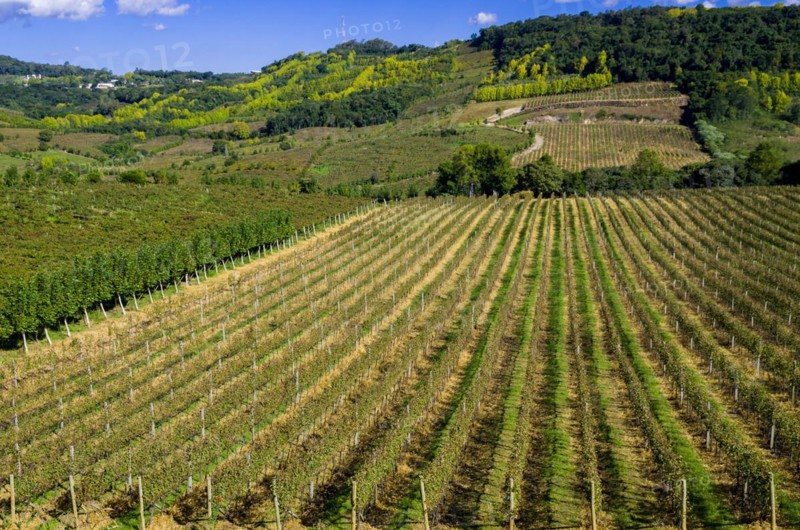 Vineyard of grapes in the Vale dos Vinhedos in Bento Goncalves, a gaucho wine