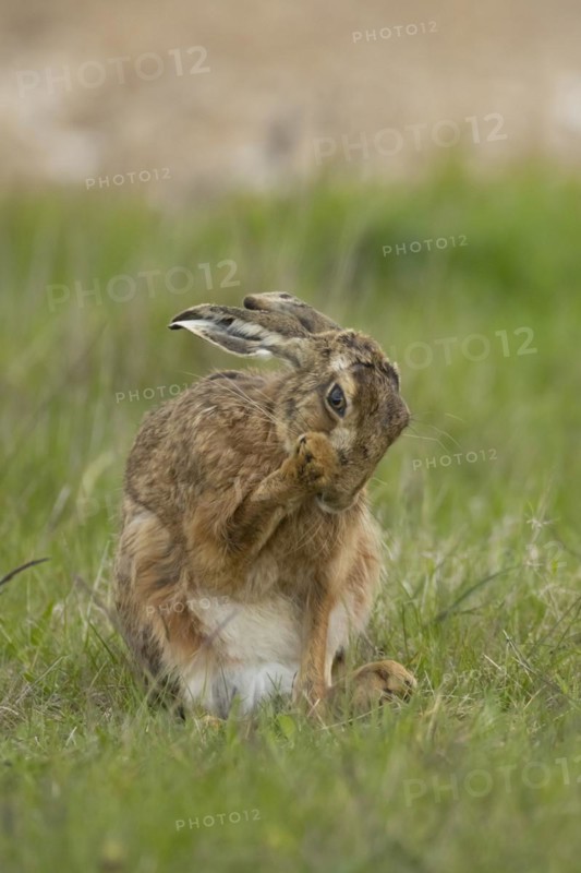 European brown hare (Lepus europaeus) adult animal washing its front foot in a grass field, England, United Kingdom, Europe