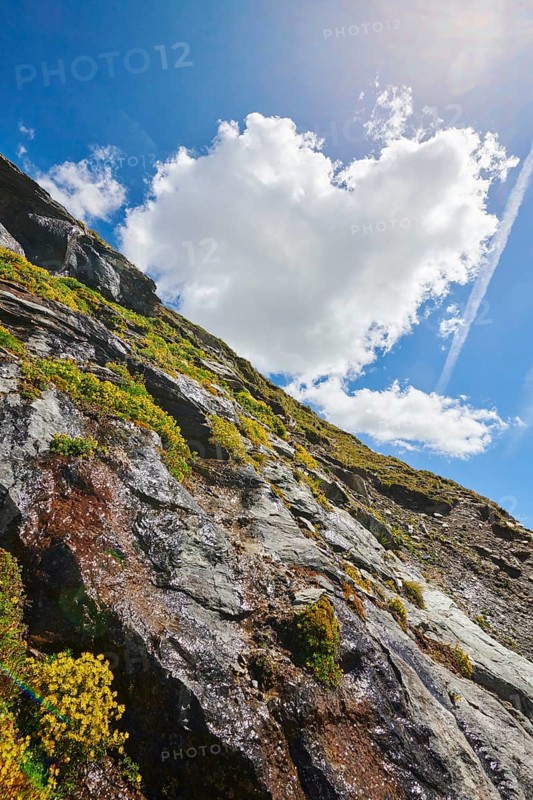 Yellow mountain saxifrage (Saxifraga aizoides) blooming in the mountains at Hochalpenstrasse, Pinzgau, Salzburg, Austria, Europe