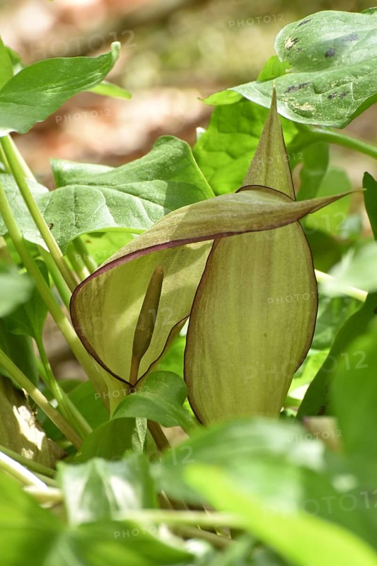 Leaves and flowers of the common arum (Arum maculatum) in the forest of the Hunsrueck-Hochwald National Park, Rhineland-Palatinate, Germany, Europe