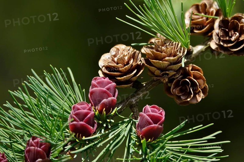 American Larch, spring, Germany, Europe