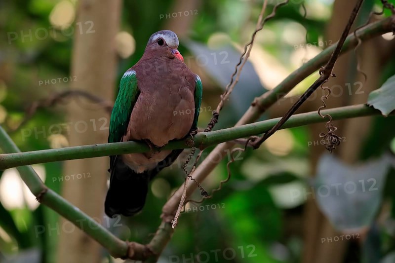 Common emerald dove (Chalcophaps indica), adult, perch, vigilant, captive, Southeast Asia