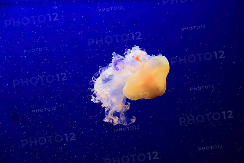 Fried egg jellyfish (Cotylorhiza tuberculata), in water, captive, Mediterranean Sea
