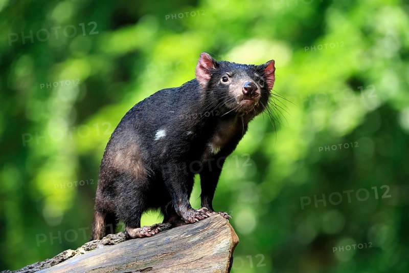 Tasmanian devil (Sarcophilus harrisii), adult, vigilant, on tree trunk, captive, Tasmania, Australia, Oceania