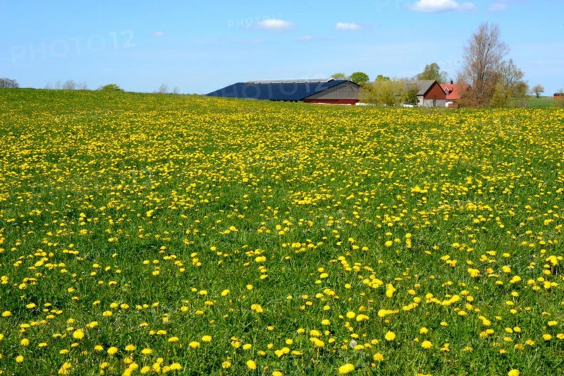 Meadow filled with flowering dandelion in front of a farm in Skurup community, Scania, Sweden, Scandinavia, Europe