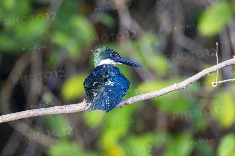 Green Kingfisher (Chloroceryle americana) Pantanal Brazil