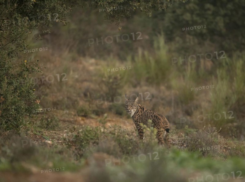 Pardell Lynx female, Iberian Lynx (Lynx pardinus), Extremadura, Castilla La Mancha, Spain, Europe