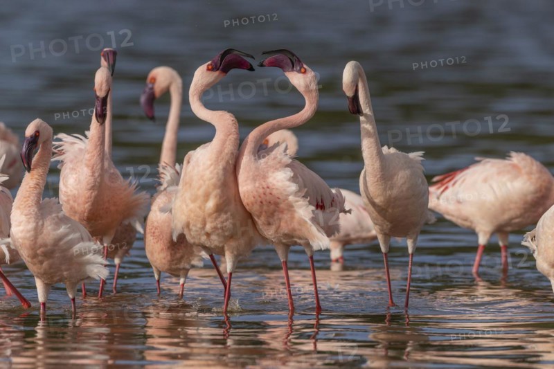 Lesser Flamingos (Phoeniconaias minor), Lake Ndutu, Ndutu Conservation Area, Tanzania, Africa