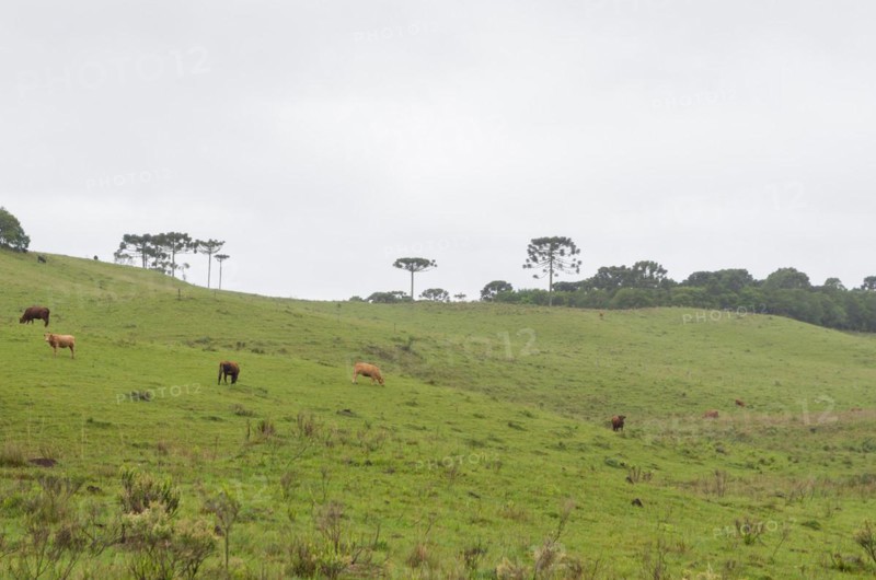 Landscape of the gaucho mountain range, Cambara do sul, Rio Grande do sul, Brazil, South America