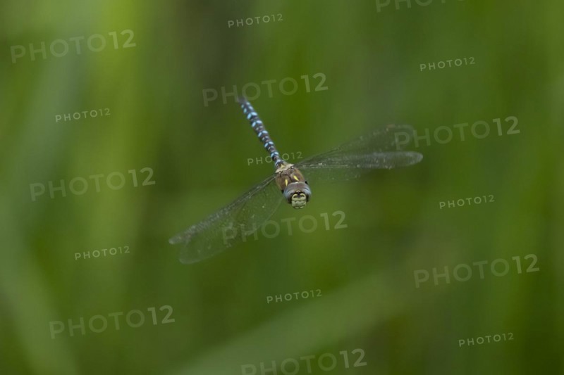 Migrant hawker dragonfly (Aeshna mixta) adult in flight, England, United Kingdom, Europe