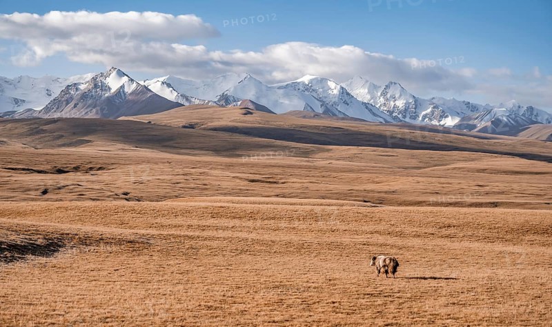 Glaciated and snow-covered mountains, yak in autumnal mountain landscape with yellow grass, Tian Shan, Sky Mountains, Sary Jaz Valley, Kyrgyzstan, Asia