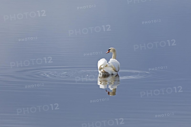 Mute swan (Cygnus olor), reflection, water, Geltinger Birch, Goldhoeft, Nieby, Schlei, Schleswig-Holstein, Germany, Europe