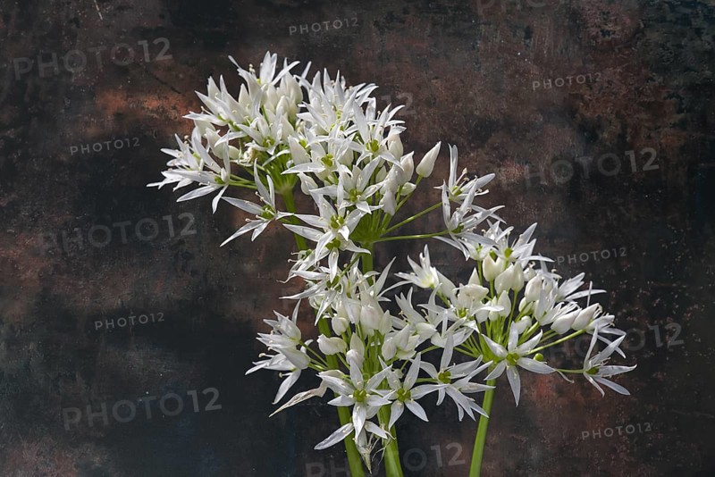 Wild garlic flowers (Allium ursinum) on a coloured background, Bavaria, Germany, Europe
