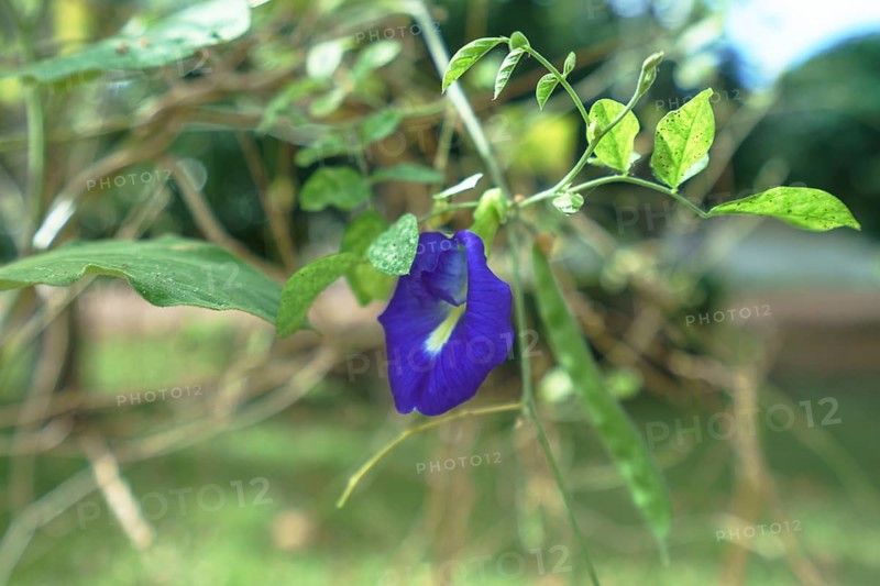 Beautiful bindweed in tropical garden. Phuket, Thailand, Asia