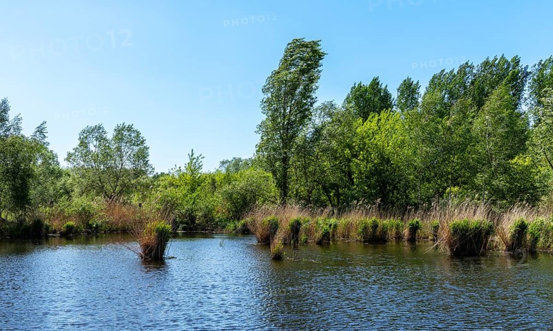 Nature at the large cleaning pond in Beech Forest, Hobrechtswald, Beech, Brandenburg, Germany, Europe
