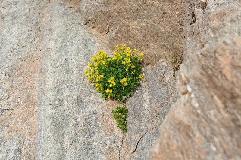 Yellow mountain saxifrage (Saxifraga aizoides) blooming in the mountains at Hochalpenstrasse, Pinzgau, Salzburg, Austria, Europe