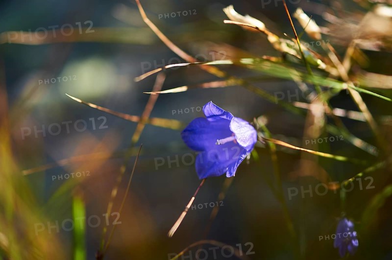 Earleaf bellflower (Campanula cochleariifolia) blooming in the mountains at Hochalpenstrasse, Pinzgau, Salzburg, Austria, Europe
