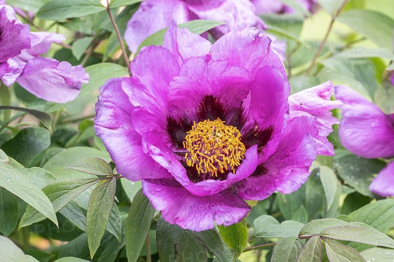 Tree peony (Paeonia suffruticosa), Weimar, Thuringia, Germany, Europe