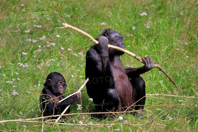 Bonobo, bonobo (Pan Paniscus), female, adult, young animal, feeding, Great ape, Primate, chimpanzee, captive