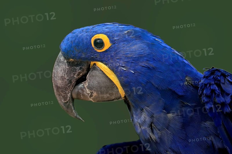 Hyacinth Macaw, (Anodorhynchus hyacinthinus), adult, portrait, captive, South America