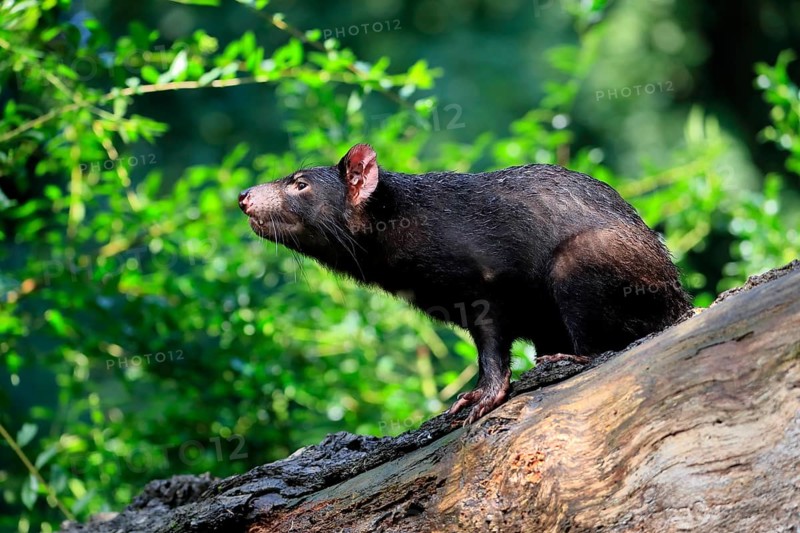 Tasmanian devil (Sarcophilus harrisii), adult, vigilant, on tree trunk, captive, Tasmania, Australia, Oceania