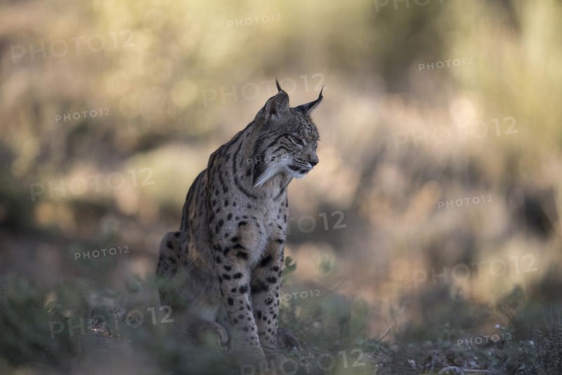 Iberian lynx male, Iberian lynx (Lynx pardinus), Extremadura, Castilla La Mancha, Spain, Europe