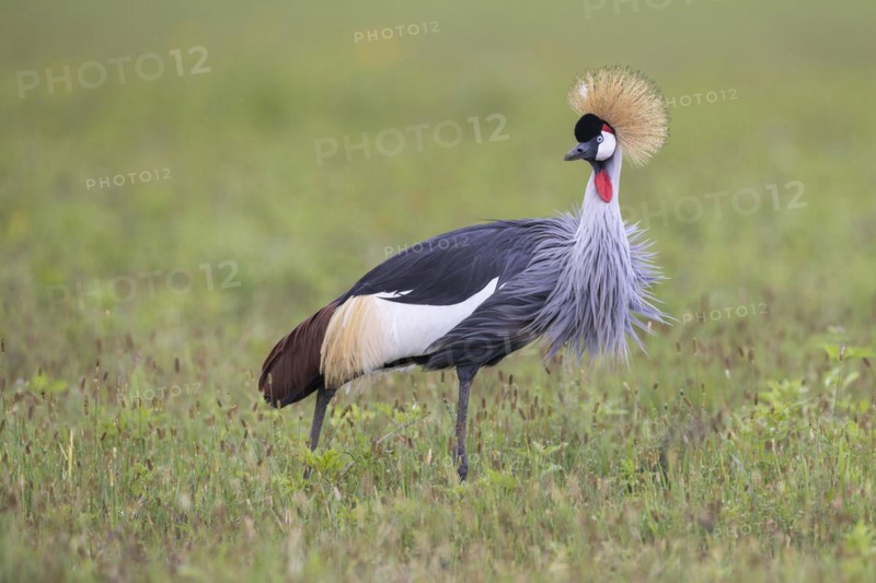 Crowned crane (Balearica regulorum), Ngorongoro Crater, Tanzania, Africa