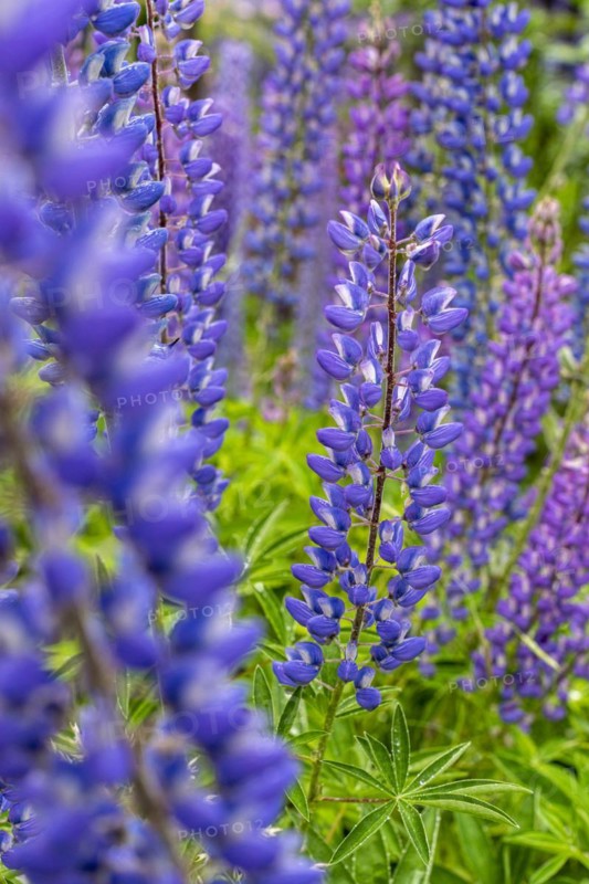 Lupin blossoms (Lupinus polyphyllus), Rio Murta, Carretera Austral, Rio Ibanez, Aysen, Chile, South America