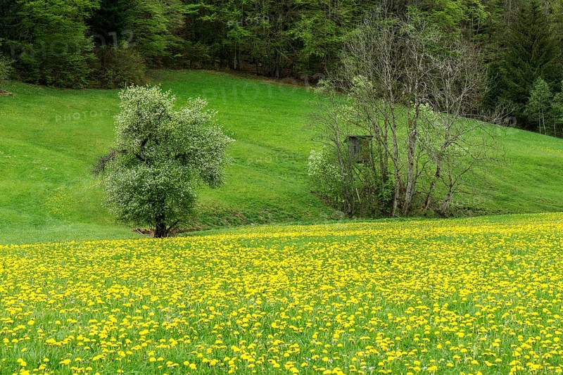Flowering common dandelion (Taraxacum), near Tiefenbach, Oberstdorf, Oberallgaeu, Allgaeu, Bavaria, Germany, Europe