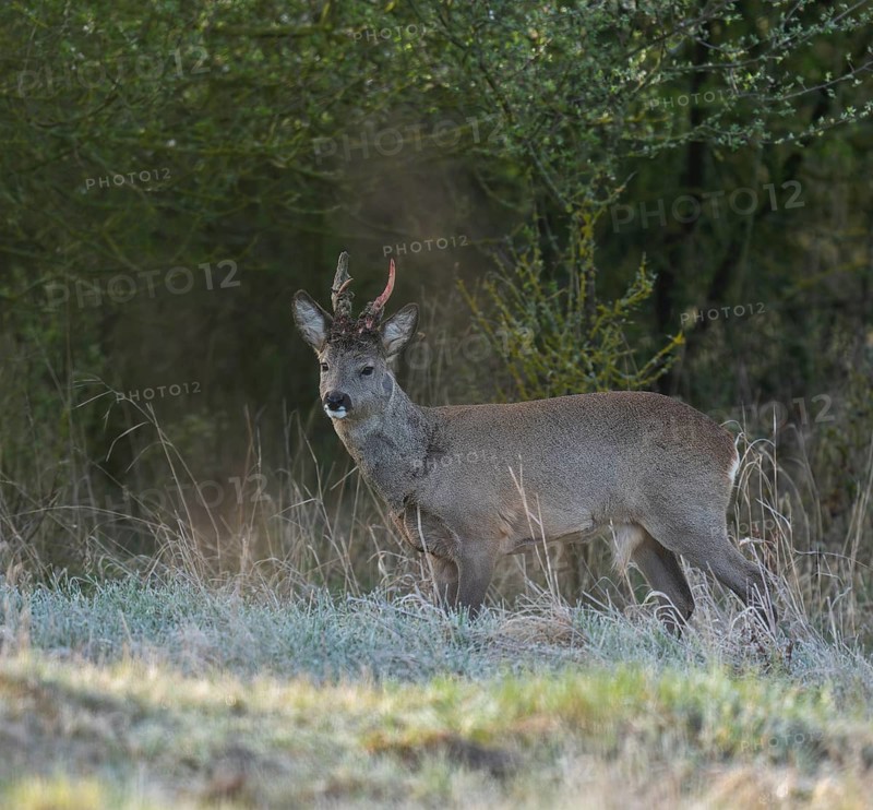 European roe deer (Capreolus capreolus), roebuck in winter coat, winter cover, one antler in the bast, one pole freshly swept still red from blood, no injury normal process, wildlife, Thuringia, Germany, Europe