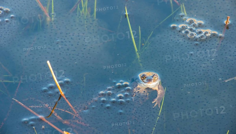 Common frog (Rana temporaria), amphibian of the year 2018, during mating season in a pond with fresh spawn balls, surrounded by a few stalks of aquatic plants, rushes in the water, pond, reproduction, metamorphosis, frog spawn, Lueneburg Heath, Lower Saxony, Germany, Europe