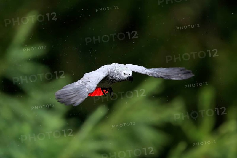 African grey parrot, (Psittacus erithacus timneh), adult, flying, captive
