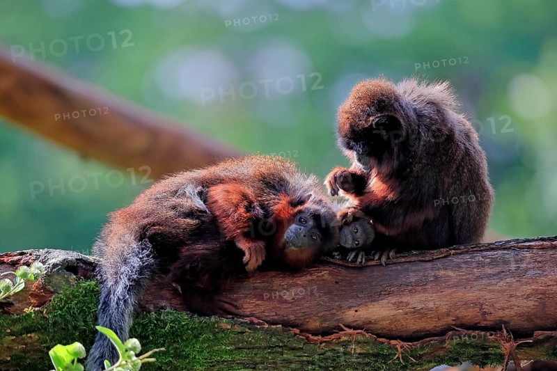 Coppery titi (Plecturocebus cupreus), adult, female, young animal, grooming, on tree, three animals, alert, captive, South America