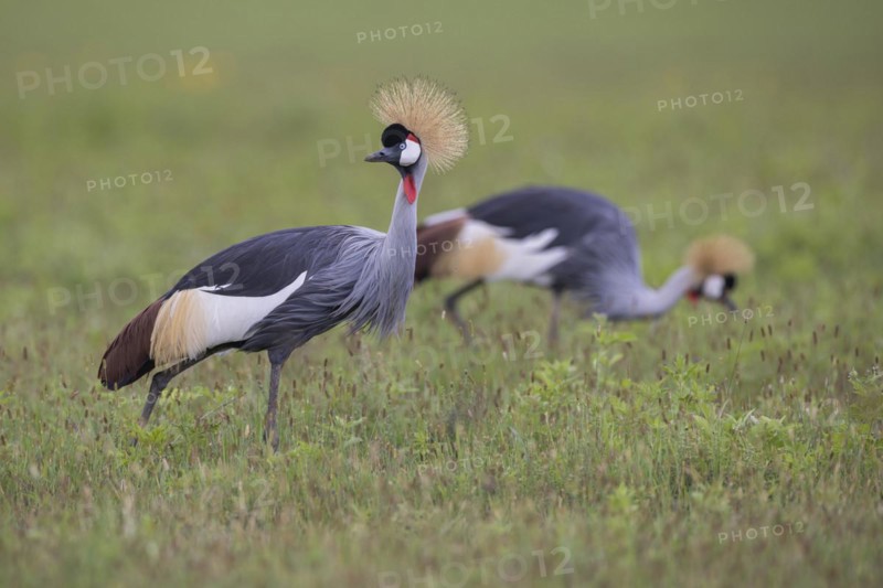 Crowned crane (Balearica regulorum), Ngorongoro Crater, Tanzania, Africa