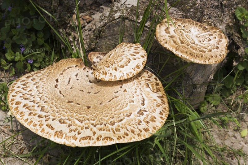 Light brown and tan wild mushrooms growing on tree stumps in spring, Quebec, Canada, North America